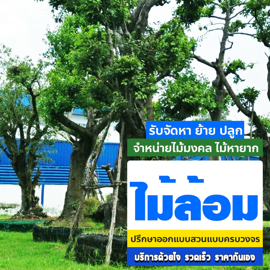 ร้านขายต้นไม้ สุราษฎร์ธานี