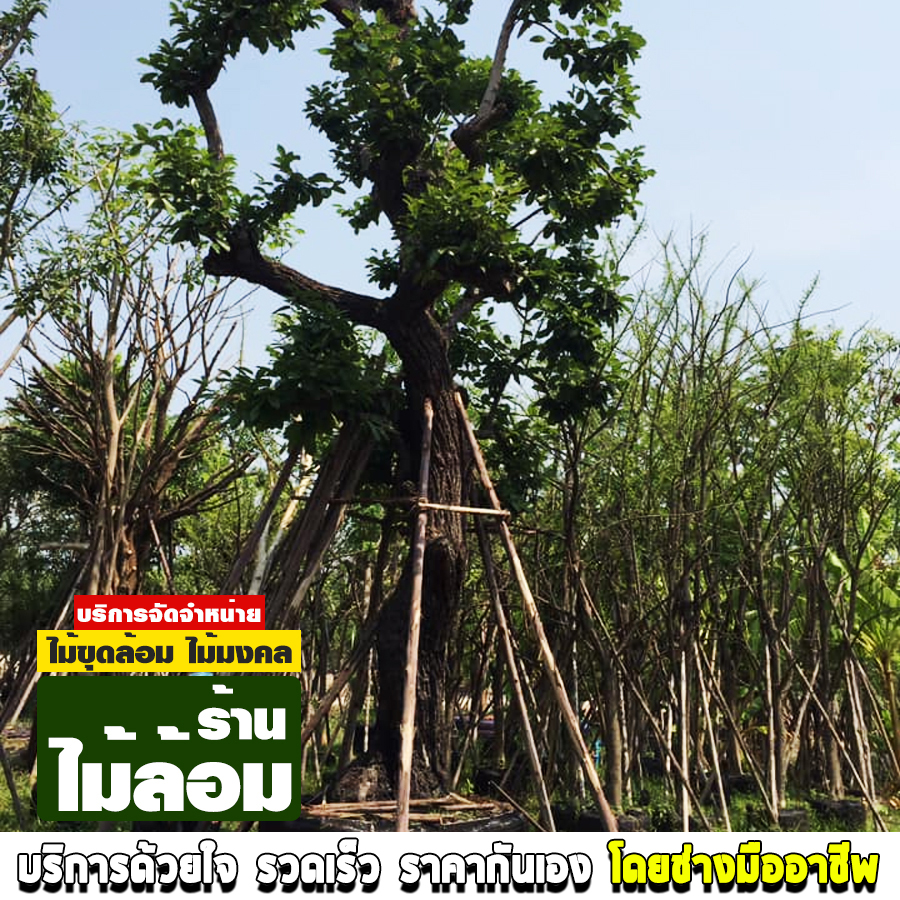 ร้านขายต้นไม้ ถนนรัตนาธิเบศร์