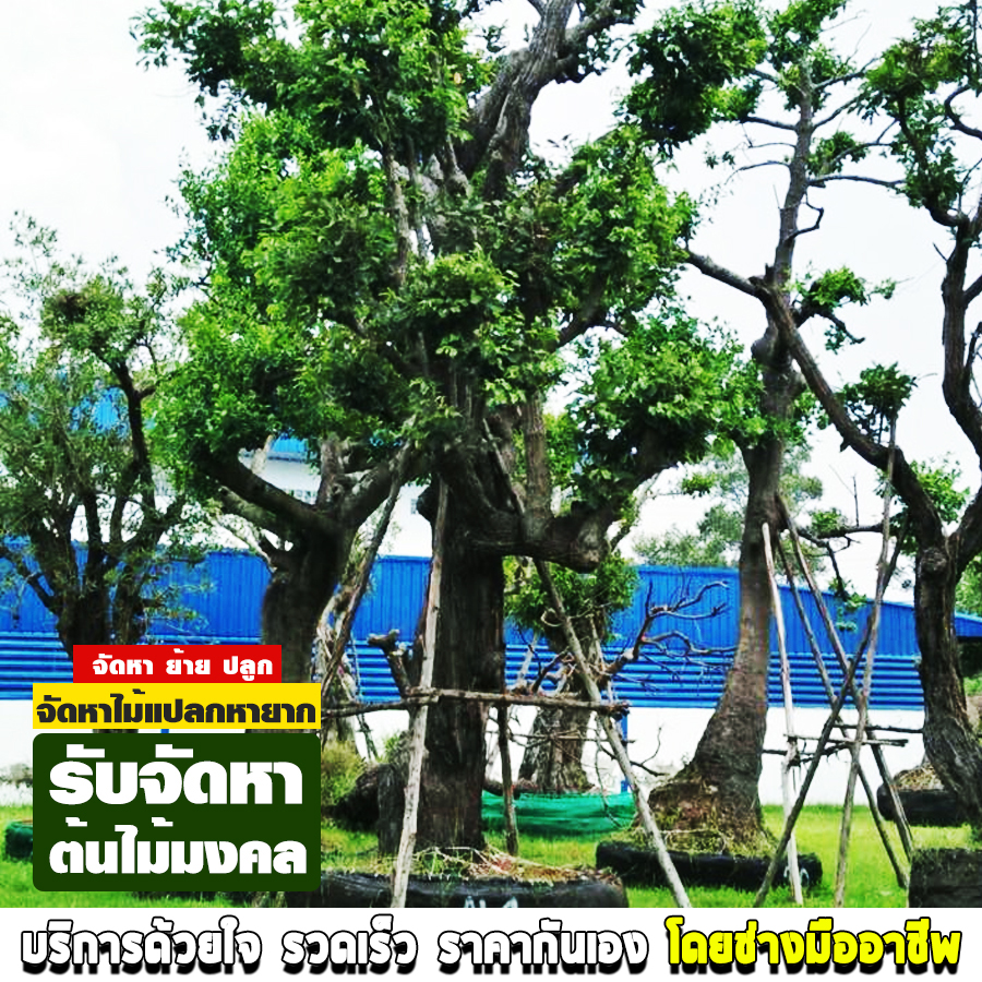รับจัดหาต้นไม้มงคล กาญจนบุรี