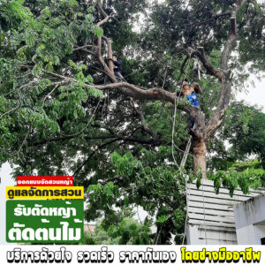 รับตัดหญ้าตัดต้นไม้ นนทบุรี