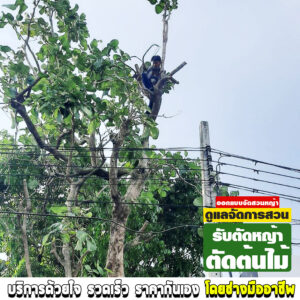 รับตัดหญ้าตัดต้นไม้ เสรีไทย